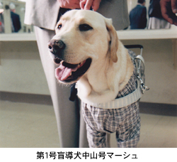 第1号 盲導犬中山号マーシュ　写真